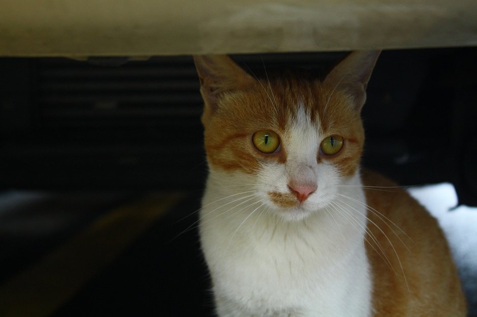 믹스묘 - 이미지