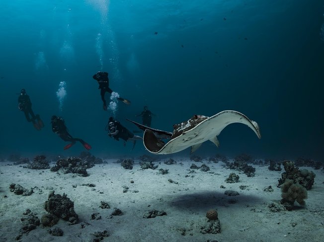 민물가오리 - 이미지