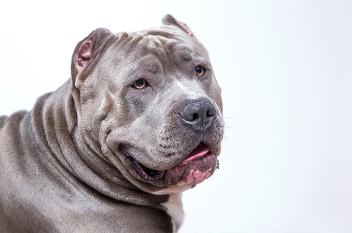 반려 래트 - 이미지