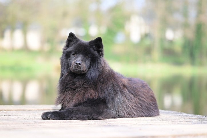 반려 래트 - 이미지