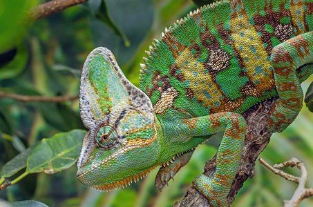 베일드 카멜레온 - 이미지