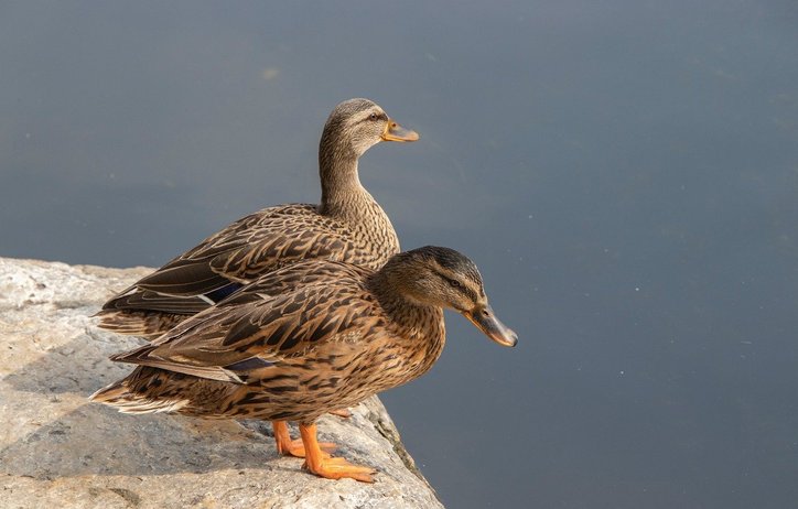 베타 암컷 - 이미지