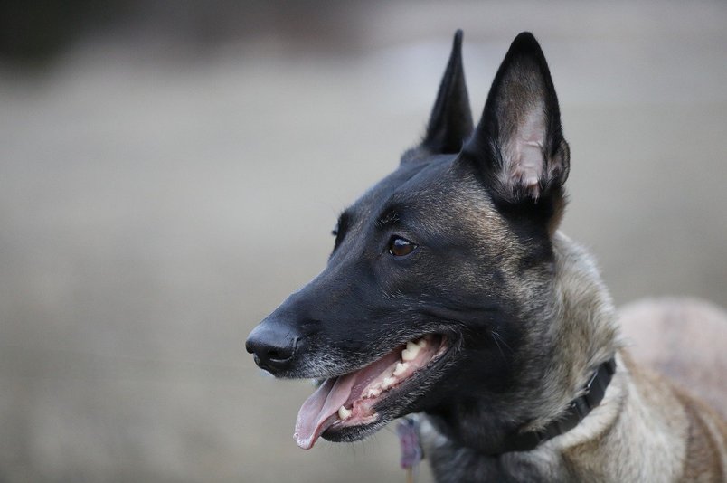 벨지안 말리노이즈 - 이미지