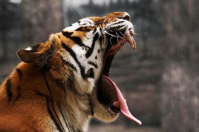 벵갈 고양이 - 이미지