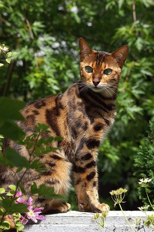 벵갈 고양이 - 이미지