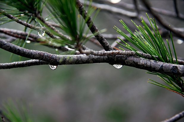 보스론 - 이미지