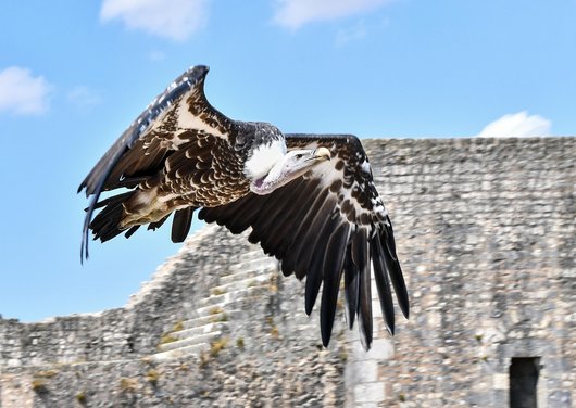 브루셀 그리폰 - 이미지