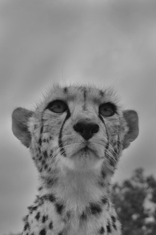 블랙고스트 - 이미지