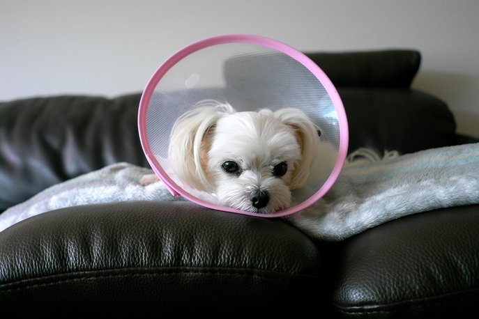 비숑 말티즈 믹스 - 이미지