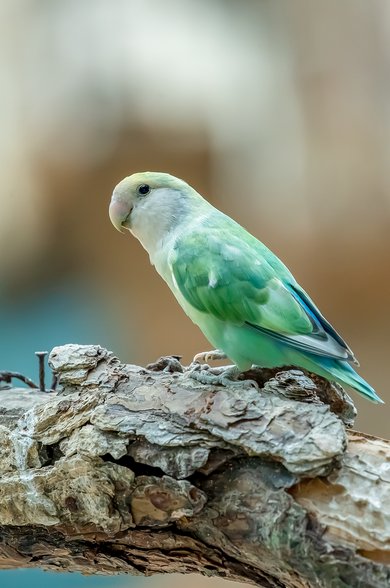 사랑앵무 파랑 - 이미지