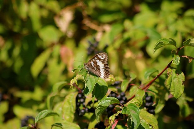 사루키 - 이미지