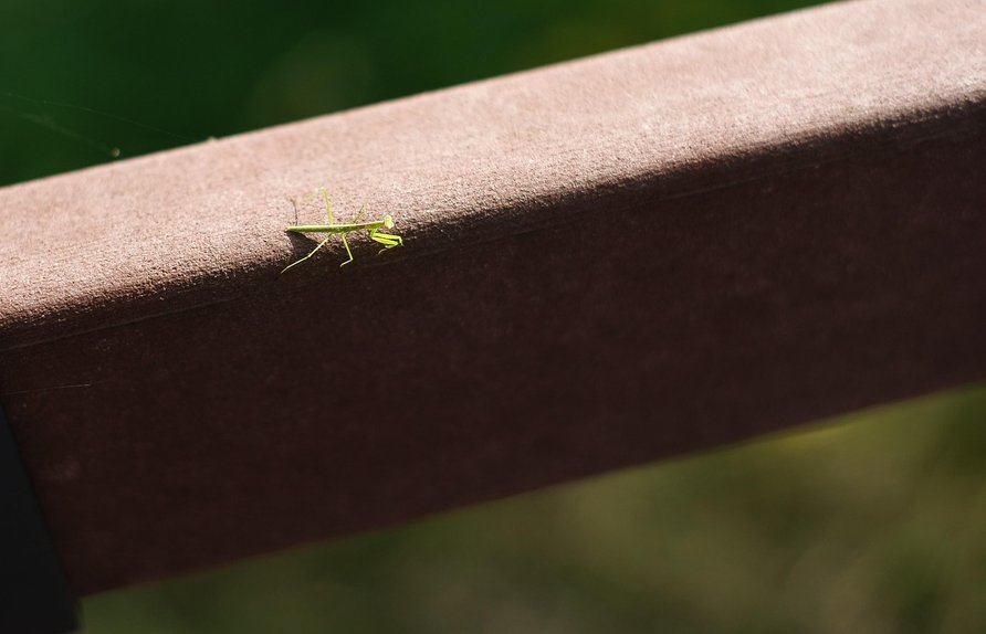 사마귀 - 이미지