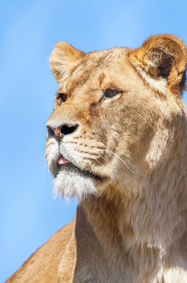 사바나 고양이 - 이미지