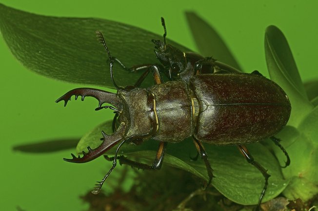 사슴벌레 - 이미지