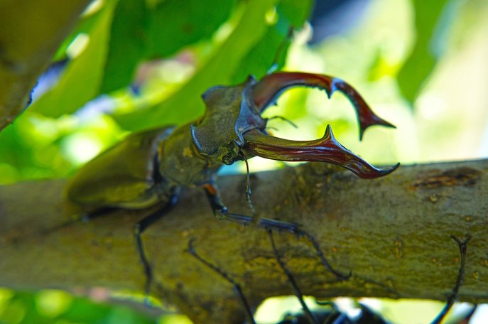 사슴벌레 - 이미지