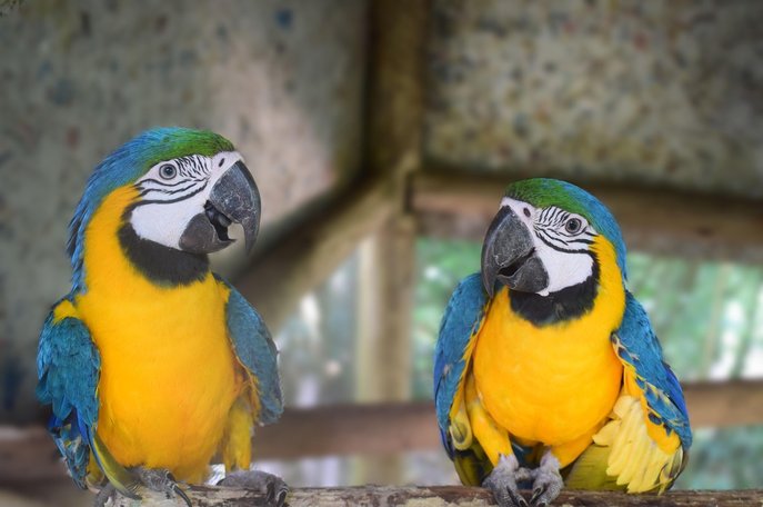 사자나미 앵무 - 이미지