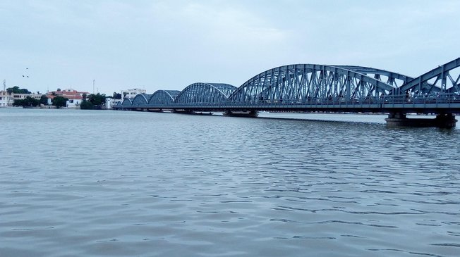 세네갈 앵무 - 이미지