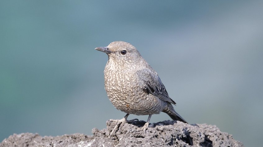 스코티쉬 스트레이트 - 이미지