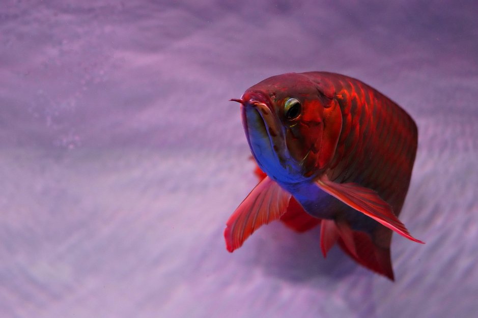 실버 아로와나 - 이미지