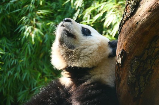 쓰촨 자이언트 판다 번식 연구 기지 - 이미지