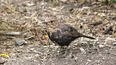 악솔로틀 - 이미지