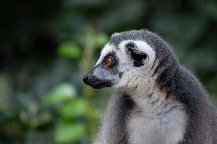 안다시베 여우원숭이 - 이미지