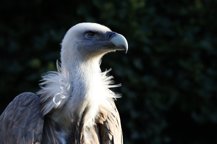 와이어헤어드 포인팅 그리폰 - 이미지