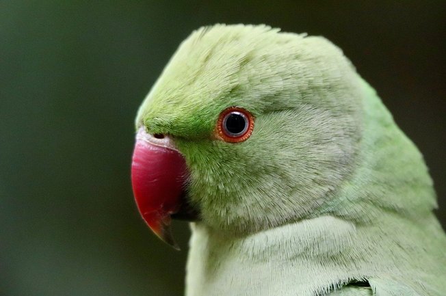 왕관앵무 루티노 - 이미지