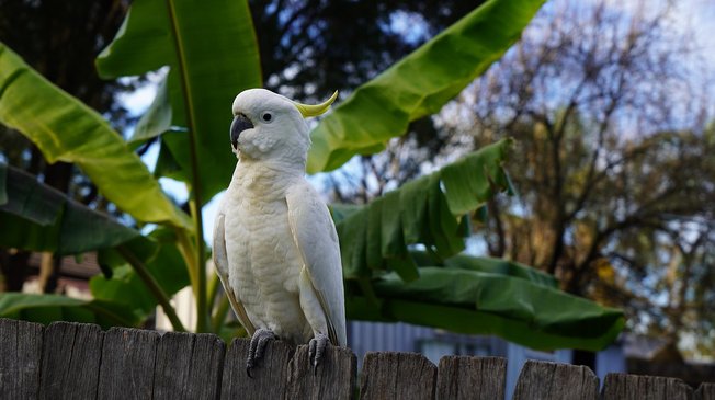 왕관유황앵무 - 이미지