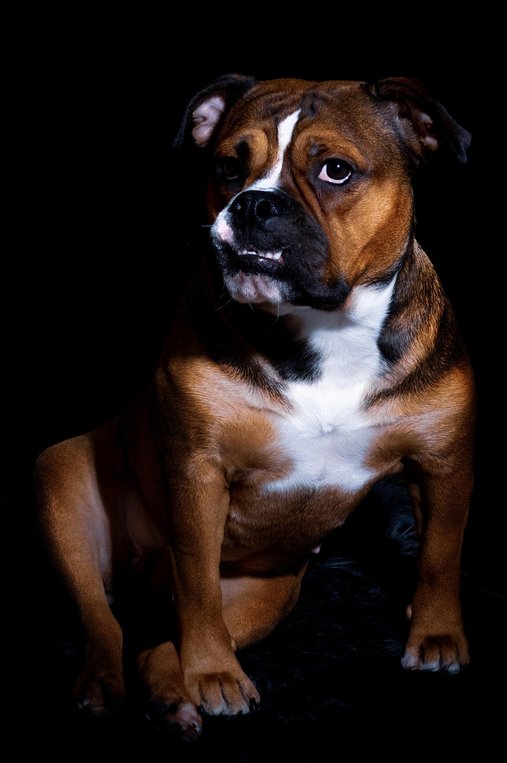 잉글리쉬 불독 - 이미지