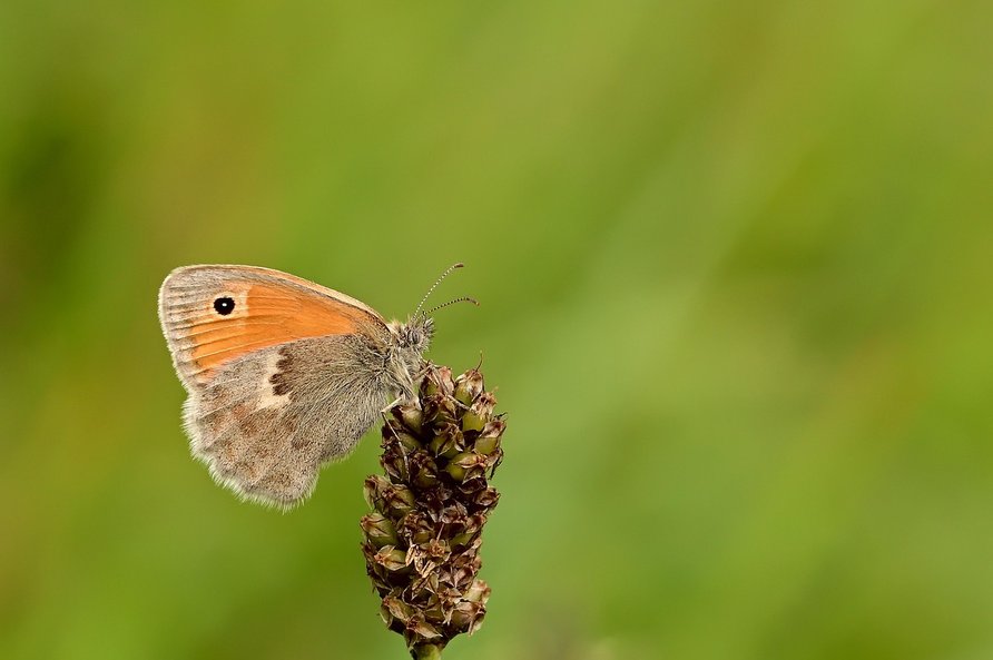 존보글 - 이미지