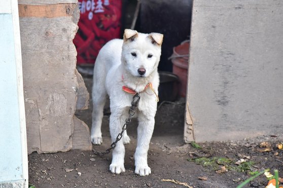 진도견 백구 - 이미지