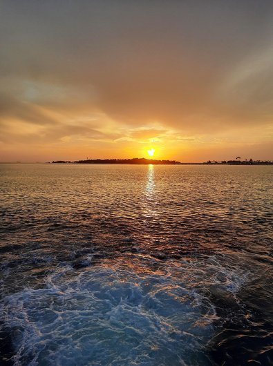 코니쉬 렉스 - 이미지