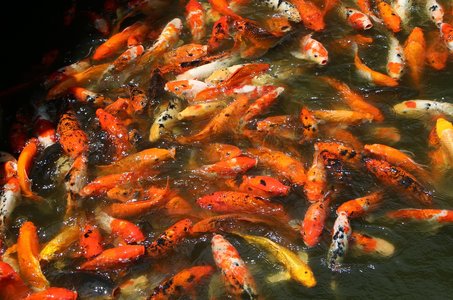 클라운피쉬 - 이미지