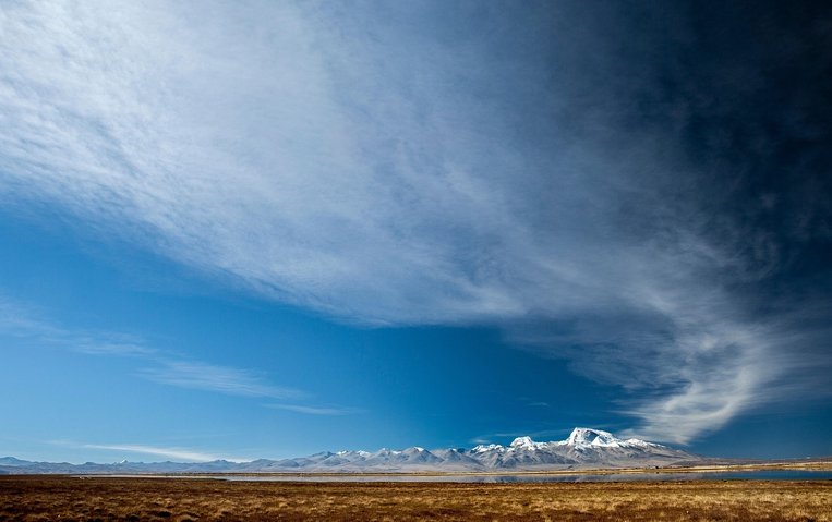 티베트 마스티프 - 이미지