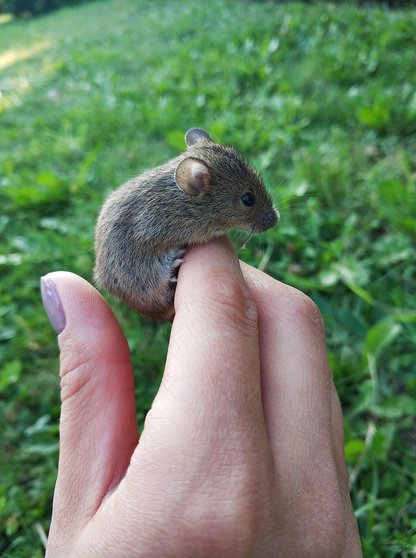 팬시 마우스 - 이미지