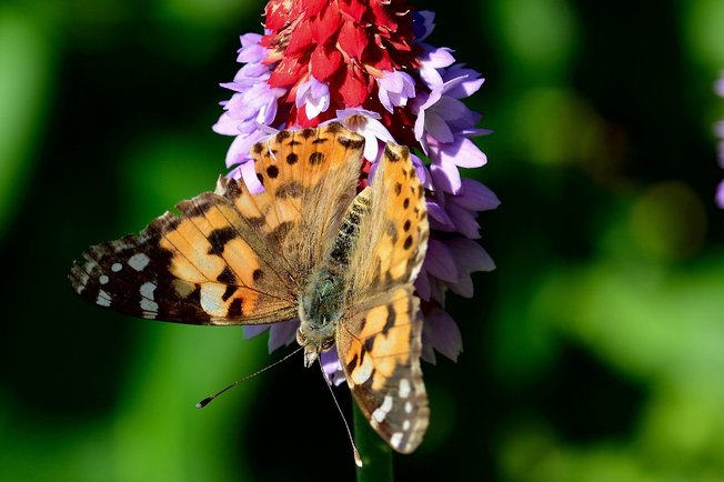 페르비안 잉카 오키드 - 이미지