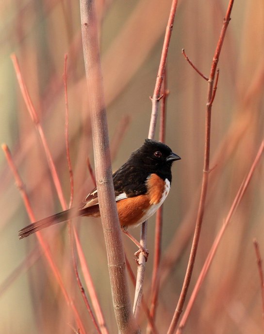 푸들 토이 - 이미지