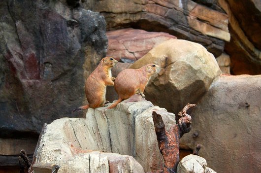 프레리독 - 이미지