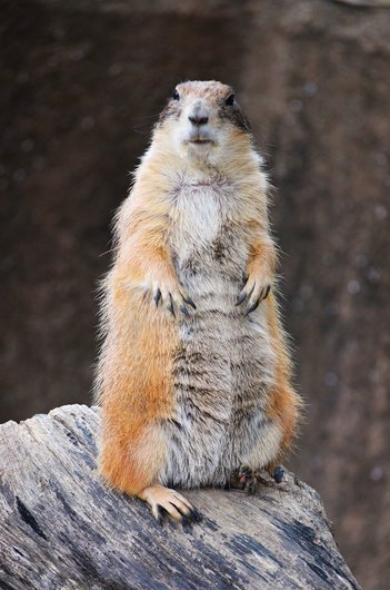 프레리독 - 이미지