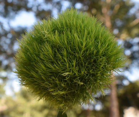 플로리스트 - 이미지