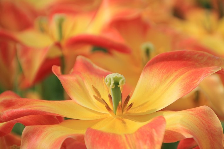 플로리스트 - 이미지