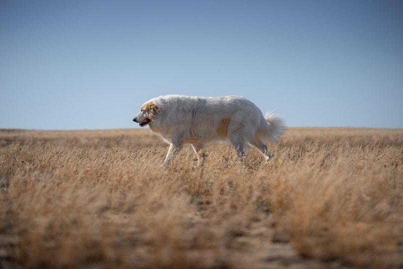 피레니즈 - 이미지