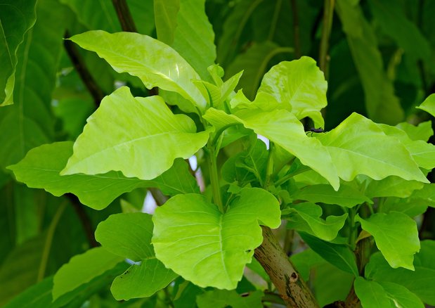 피킹 알바 - 이미지