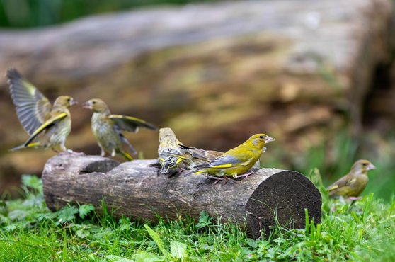 핀치새 - 이미지