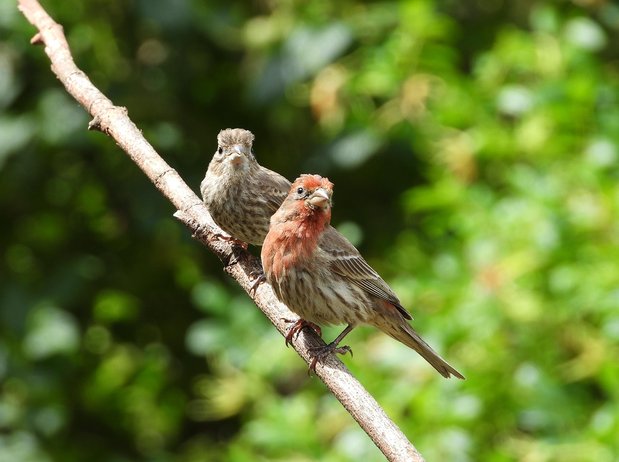 핀치새 - 이미지