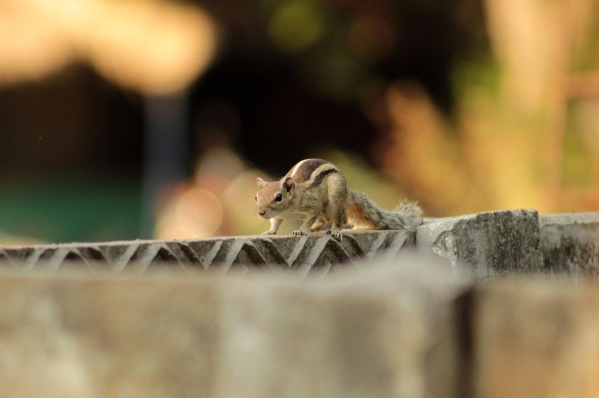 하늘다람쥐 - 이미지