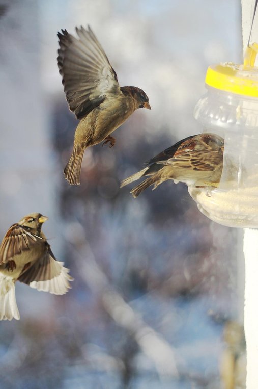 행복 심리 - 이미지
