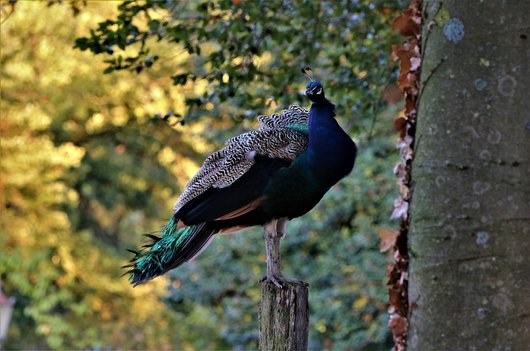 공작새 - 이미지