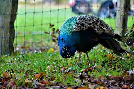 공작새 - 이미지